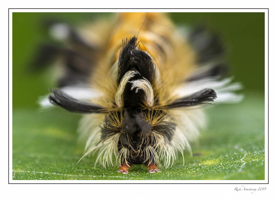 milkweed moth caterpillar 2.jpg